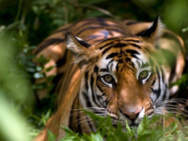 Female-Indian-Tiger-Madhy-001