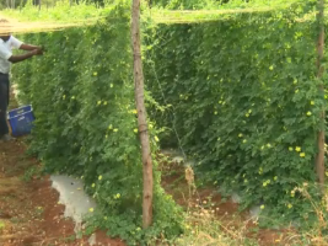 INDOLINK_INDIA_Organico_Alimentación