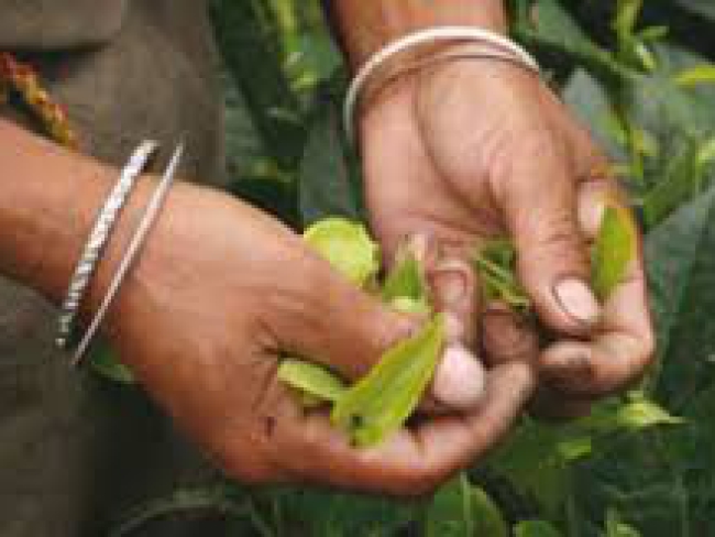 india, te, produccion