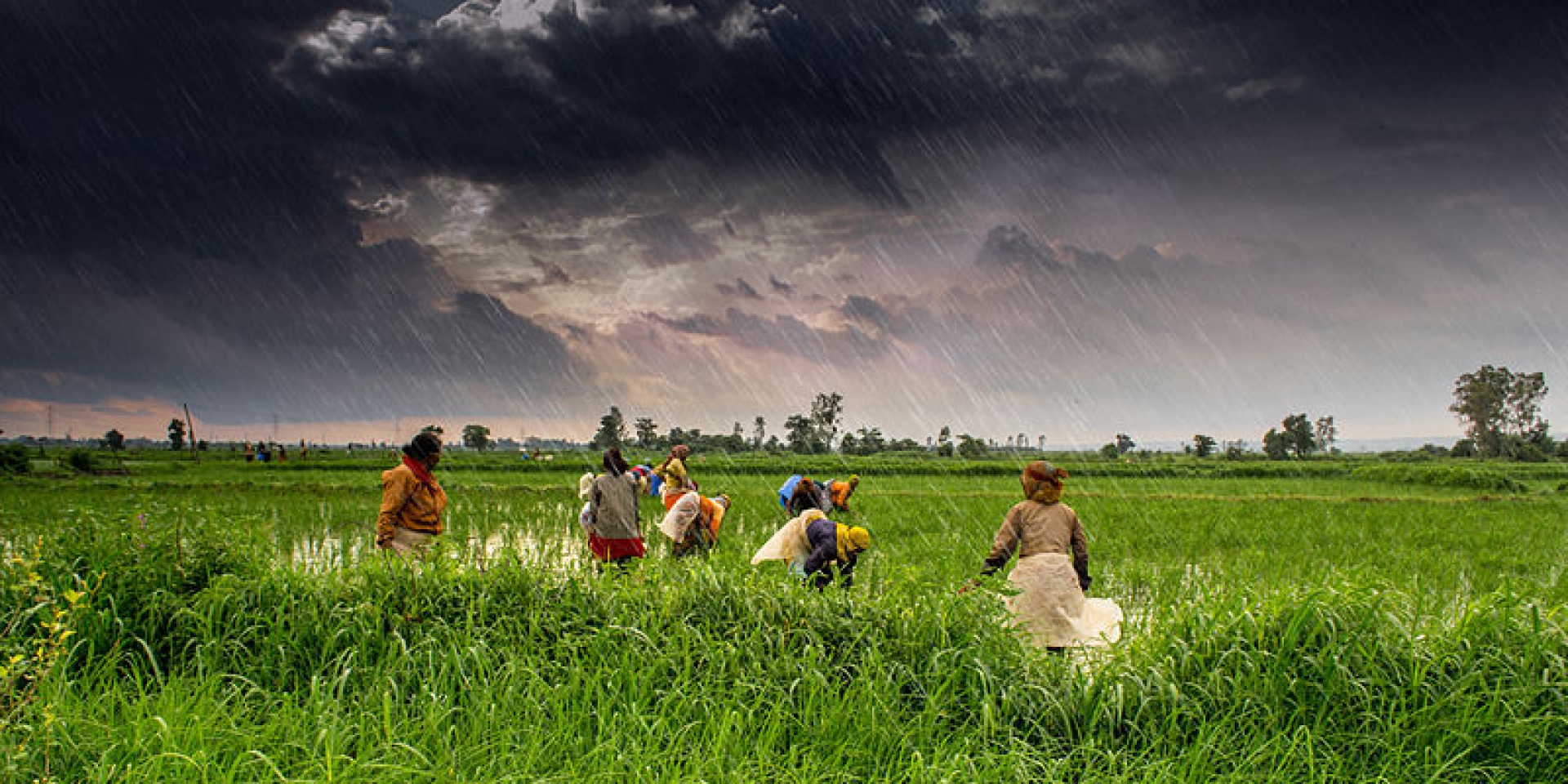 india, agricultura, reforma agraria, PIB, politica, medidas, cultivo, semillas